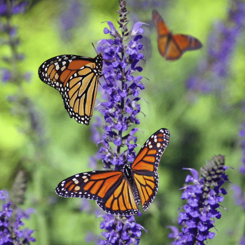 Integrated Pest Management (IPM)